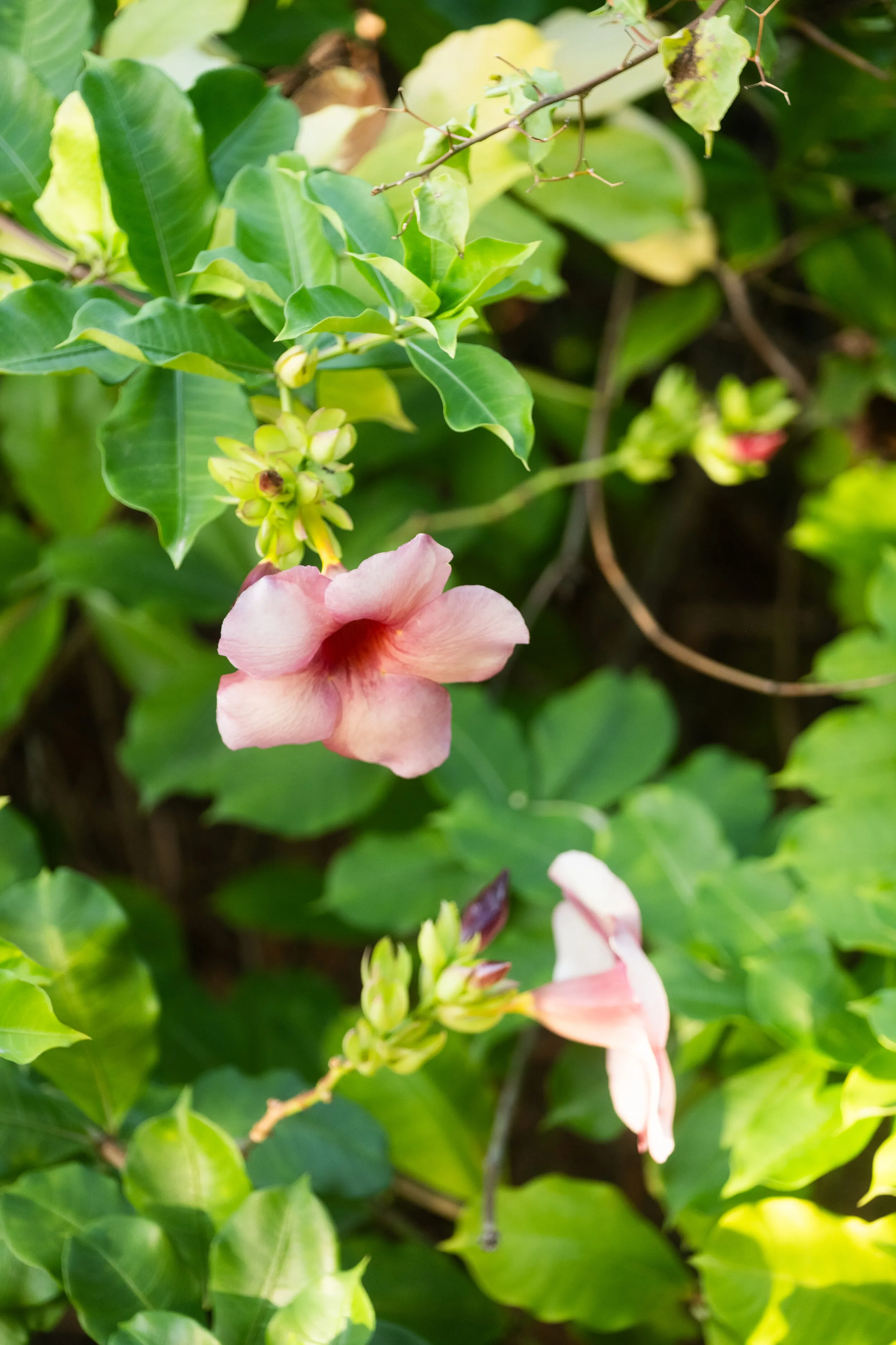 Pousada País Tropical — Icaraizinho de Amontada, Ceará